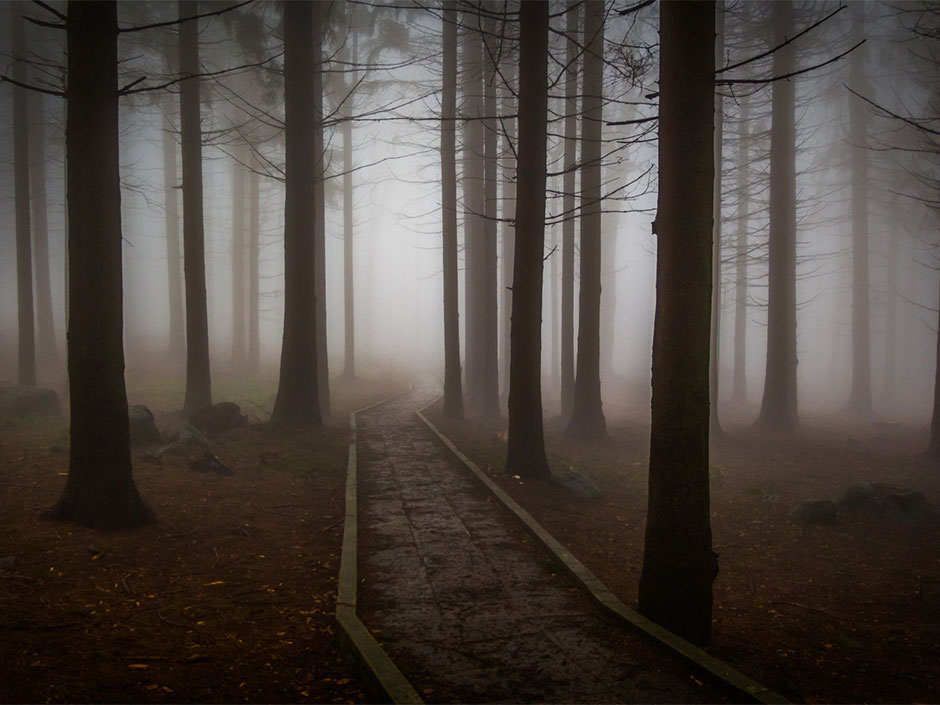 dunkler Wald